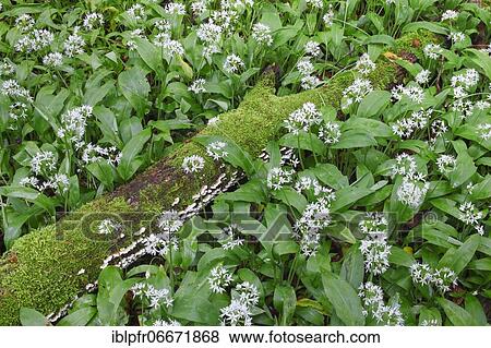 Forest with blooming wild garlic in spring, Switzerland, Europe View Large Photo Image Stock Photo - Forest with blooming wild garlic in spring, Switzerland, Europe. Fotosearch