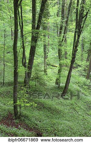 Forest with blooming wild garlic in spring, Switzerland, Europe View Large Photo Image Stock Photo - Forest with blooming wild garlic in spring, Switzerland, Europe. Fotosearch