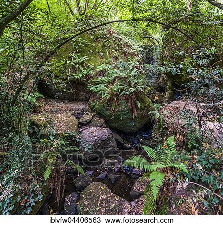 Forest with ferns by river, Sacro Bosco, Park of the Monsters, Bomarzo, Lazio, Italy, Europe View Large Photo Image Stock Image - Forest with ferns by river, Sacro Bosco, Park of the Monsters, Bomarzo, Lazio, Italy, Europe. Fotosearch