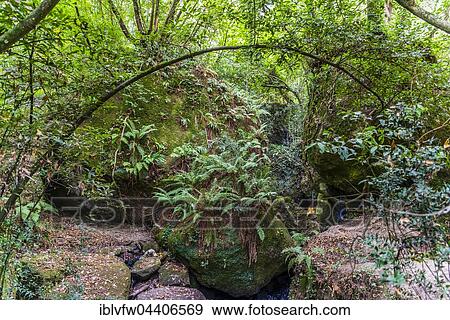 Forest with ferns by river, Sacro Bosco, Park of the Monsters, Bomarzo, Lazio, Italy, Europe View Large Photo Image Stock Photo - Forest with ferns by river, Sacro Bosco, Park of the Monsters, Bomarzo, Lazio, Italy, Europe. Fotosearch