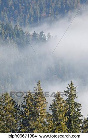 Forest with wafts of mist, Schwyz, Switzerland, Europe View Large Photo Image Picture - Forest with wafts of mist, Schwyz, Switzerland, Europe. Fotosearch
