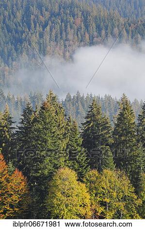Stock Image - Forest with wafts of mist, Schwyz, Switzerland, Europe. Fotosearch