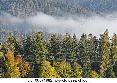 Forest with wafts of mist, Schwyz, Switzerland, Europe View Large Photo Image Stock Image - Forest with wafts of mist, Schwyz, Switzerland, Europe. Fotosearch
