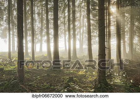 Stock Image - Forest with wafts of mist, Schwyz, Switzerland, Europe. Fotosearch
