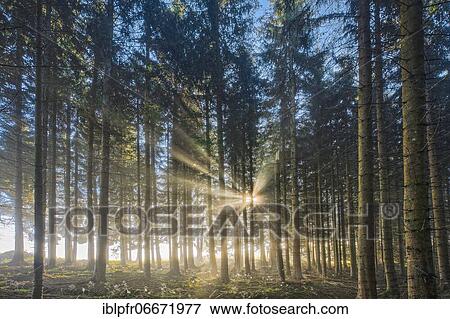 Forest with wafts of mist, Schwyz, Switzerland, Europe View Large Photo Image Stock Photo - Forest with wafts of mist, Schwyz, Switzerland, Europe. Fotosearch