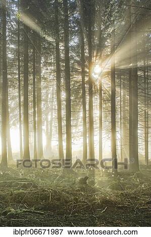 Stock Photo - Forest with wafts of mist, Schwyz, Switzerland, Europe. Fotosearch