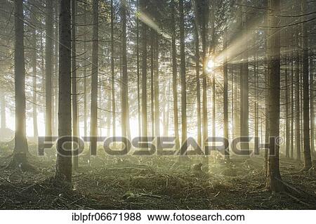 Stock Photo - Forest with wafts of mist, Schwyz, Switzerland, Europe. Fotosearch