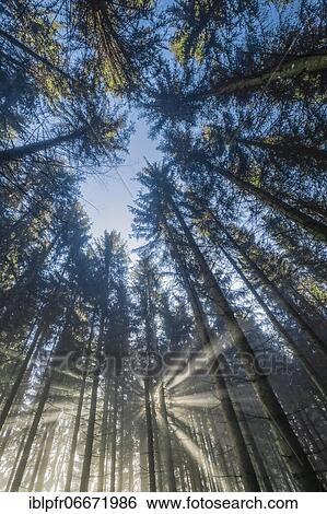 Stock Photograph - Forest with wafts of mist, Schwyz, Switzerland, Europe. Fotosearch