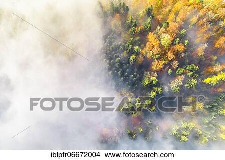 Forest with wafts of mist, Zuercher Oberland, Switzerland, Europe View Large Photo Image Picture - Forest with wafts of mist, Zuercher Oberland, Switzerland, Europe. Fotosearch