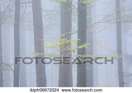 Forest with wafts of mist, Zuercher Oberland, Switzerland, Europe View Large Photo Image Picture - Forest with wafts of mist, Zuercher Oberland, Switzerland, Europe. Fotosearch