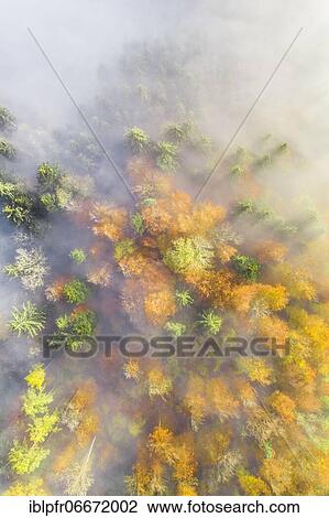 Forest with wafts of mist, Zuercher Oberland, Switzerland, Europe View Large Photo Image Stock Image - Forest with wafts of mist, Zuercher Oberland, Switzerland, Europe. Fotosearch
