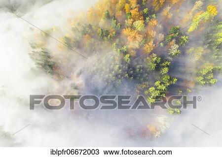 Forest with wafts of mist, Zuercher Oberland, Switzerland, Europe View Large Photo Image Stock Image - Forest with wafts of mist, Zuercher Oberland, Switzerland, Europe. Fotosearch
