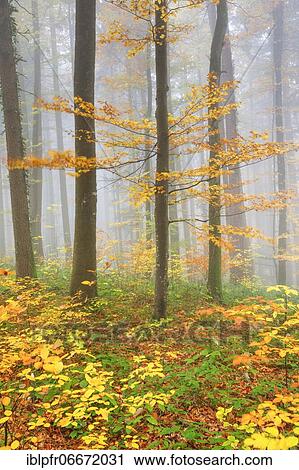 Forest with wafts of mist, Zuercher Oberland, Switzerland, Europe View Large Photo Image Stock Image - Forest with wafts of mist, Zuercher Oberland, Switzerland, Europe. Fotosearch