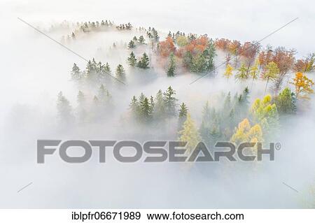 Stock Photo - Forest with wafts of mist, Zuercher Oberland, Switzerland, Europe. Fotosearch