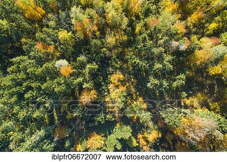 Forest with wafts of mist, Zuercher Oberland, Switzerland, Europe View Large Photo Image Stock Photo - Forest with wafts of mist, Zuercher Oberland, Switzerland, Europe. Fotosearch