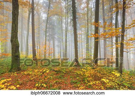 Forest with wafts of mist, Zuercher Oberland, Switzerland, Europe View Large Photo Image Stock Photo - Forest with wafts of mist, Zuercher Oberland, Switzerland, Europe. Fotosearch