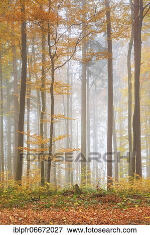 Forest with wafts of mist, Zuercher Oberland, Switzerland, Europe View Large Photo Image Stock Photo - Forest with wafts of mist, Zuercher Oberland, Switzerland, Europe. Fotosearch
