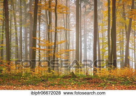 Forest with wafts of mist, Zuercher Oberland, Switzerland, Europe View Large Photo Image Stock Photo - Forest with wafts of mist, Zuercher Oberland, Switzerland, Europe. Fotosearch