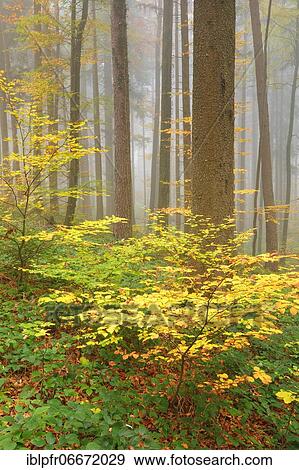 Forest with wafts of mist, Zuercher Oberland, Switzerland, Europe View Large Photo Image Stock Photo - Forest with wafts of mist, Zuercher Oberland, Switzerland, Europe. Fotosearch