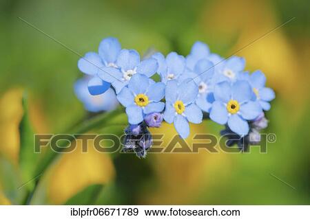 Forget-me-not, Swiss Alps View Large Photo Image Stock Photo - Forget-me-not, Swiss Alps. Fotosearch