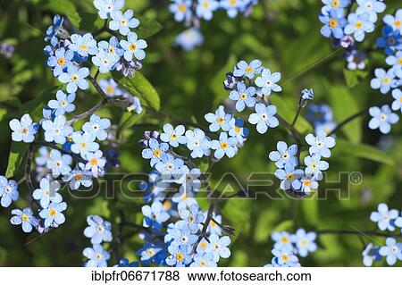 Forget-me-not, Switzerland, Europe View Large Photo Image Stock Photo - Forget-me-not, Switzerland, Europe. Fotosearch