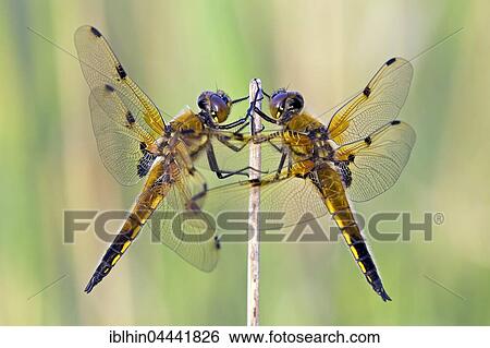 Stock Photograph - Four-spotted skimmers touching (Libellula quadrimaculata), Middle Elbe Biosphere Reserve, Saxony-Anhalt, Germany, Europe. Fotosearch
