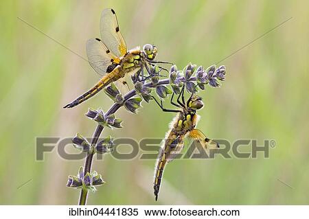 Four-spotted skimmers touching (Libellula quadrimaculata), Middle Elbe Biosphere Reserve, Saxony-Anhalt, Germany, Europe View Large Photo Image Stock Photography - Four-spotted skimmers touching (Libellula quadrimaculata), Middle Elbe Biosphere Reserve, Saxony-Anhalt, Germany, Europe. Fotosearch