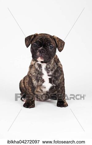 French bulldog (Canis lupus familiaris) puppy, sitting, studio shot View Large Photo Image Stock Photo - French bulldog (Canis lupus familiaris) puppy, sitting, studio shot. Fotosearch