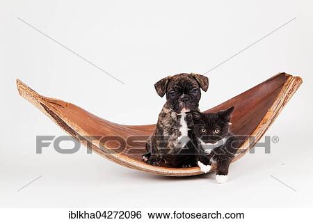 Stock Photograph - French bulldog (Canis lupus familiaris) with black and white house cat (Felis silvestris catus), animal friendship. Fotosearch