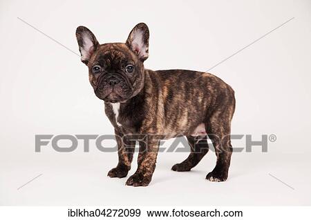 French bulldog (Canis lupus familiaris), puppy, standing, studio shot View Large Photo Image Stock Photo - French bulldog (Canis lupus familiaris), puppy, standing, studio shot. Fotosearch