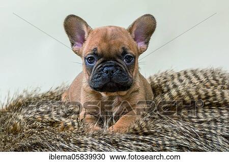 French bulldog, puppy, 7 weeks, light brown with black face, puppy on fur, studio shot View Large Photo Image Stock Image - French bulldog, puppy, 7 weeks, light brown with black face, puppy on fur, studio shot. Fotosearch