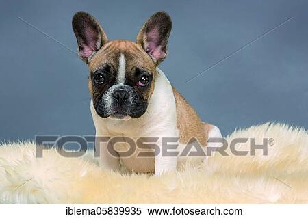 Stock Photography - French Bulldog, puppy, French Bullys, light brown white and with dark face, sitting on fur, studio photography. Fotosearch