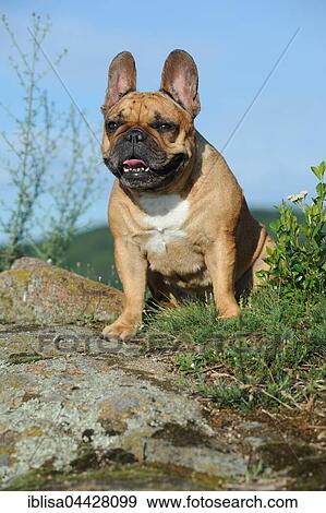 French Bulldog, sitting on a rock, Germany, Europe View Large Photo Image Stock Photo - French Bulldog, sitting on a rock, Germany, Europe. Fotosearch