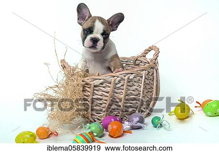 French bulldog, white, brown, puppy, in basket with easter eggs, studio shot View Large Photo Image Stock Photo - French bulldog, white, brown, puppy, in basket with easter eggs, studio shot. Fotosearch