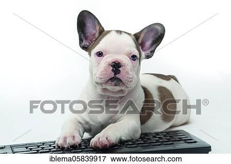 French bulldog, white, brown, puppy, lying on keyboard, studio shot View Large Photo Image Stock Photo - French bulldog, white, brown, puppy, lying on keyboard, studio shot. Fotosearch