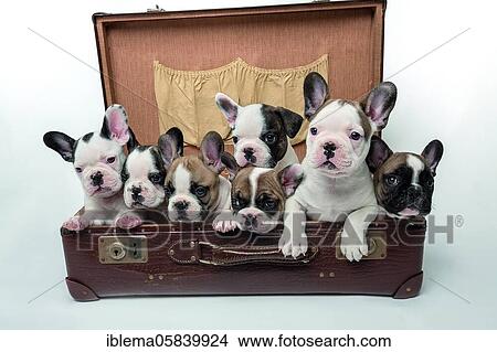 French bulldogs, bulldog puppies, 7 weeks, in leather case, siblings, puppies, studio shot View Large Photo Image Picture - French bulldogs, bulldog puppies, 7 weeks, in leather case, siblings, puppies, studio shot. Fotosearch