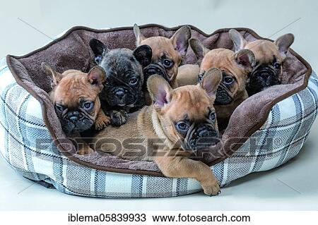 French bulldogs, light brown with black face, puppies, siblings in dog basket, studio shot View Large Photo Image Stock Image - French bulldogs, light brown with black face, puppies, siblings in dog basket, studio shot. Fotosearch