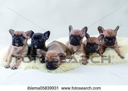 Stock Image - French Bulldogs, puppies lying, siblings, teddy brown, brindle, light brown with black face, puppy, studio shot. Fotosearch