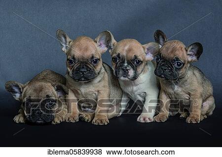 French bulldogs, siblings, light brown with black face, puppies, studio shot View Large Photo Image Stock Photo - French bulldogs, siblings, light brown with black face, puppies, studio shot. Fotosearch
