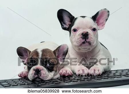 French bulldogs, siblings, white, brown, black, puppies, lying on keyboard, studio shot View Large Photo Image Stock Photo - French bulldogs, siblings, white, brown, black, puppies, lying on keyboard, studio shot. Fotosearch