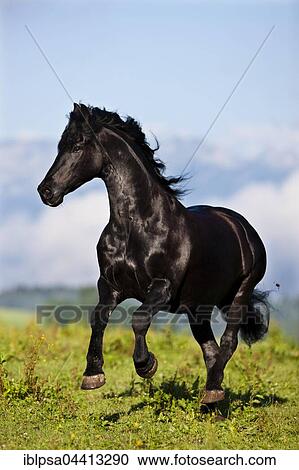 Stock Image - Friesian galloping, green meadow, Austria, Europe. Fotosearch