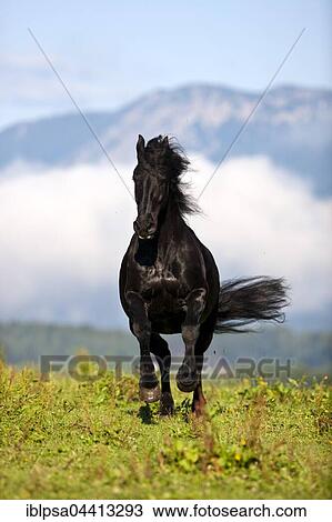 Friesian galloping in green meadow, mountain range, Austria, Europe View Large Photo Image Stock Image - Friesian galloping in green meadow, mountain range, Austria, Europe. Fotosearch