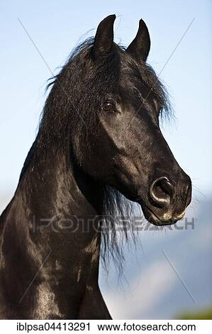 Friesian horse, blue sky, Austria, Europe View Large Photo Image Stock Image - Friesian horse, blue sky, Austria, Europe. Fotosearch