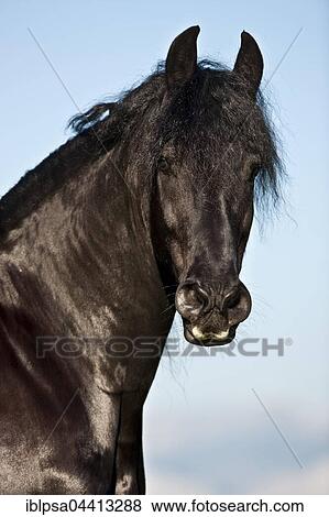 Friesian horse, blue sky, Austria, Europe View Large Photo Image Stock Photo - Friesian horse, blue sky, Austria, Europe. Fotosearch