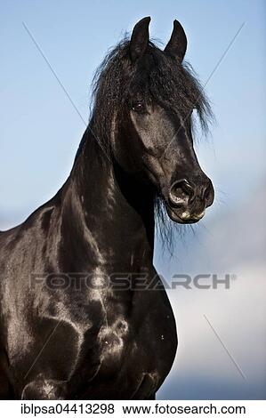 Friesian horse, blue sky, Austria, Europe View Large Photo Image Stock Photo - Friesian horse, blue sky, Austria, Europe. Fotosearch