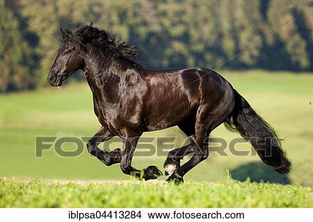 Picture - Friesian horse galloping, summer, Austria, Europe. Fotosearch