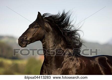 Friesian horse galloping, summer, Austria, Europe View Large Photo Image Stock Image - Friesian horse galloping, summer, Austria, Europe. Fotosearch