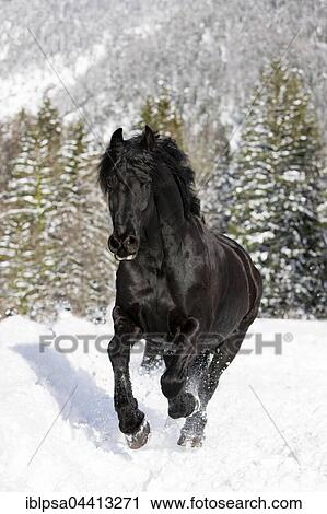 Stock Image - Friesian horse galloping through snow, winter, Austria, Europe. Fotosearch