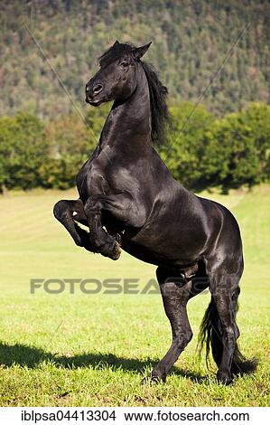 Friesian horse on hind legs, meadow, forest, Austria, Europe View Large Photo Image Picture - Friesian horse on hind legs, meadow, forest, Austria, Europe. Fotosearch