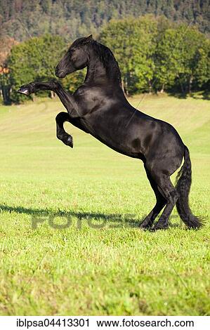 Friesian horse on hind legs, meadow, forest, Austria, Europe View Large Photo Image Stock Image - Friesian horse on hind legs, meadow, forest, Austria, Europe. Fotosearch